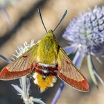 Broad-bordered Bee Hawk-moth (Hemaris fuciformis)