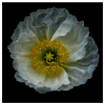 Flowers - Studio Series-2