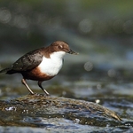 Dipper