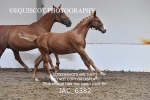 JAC_6382