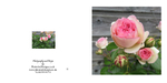 032 Climbing Rose