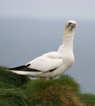 Gannet