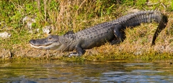 Aligators _0051
