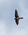 20110619-IMG_4721