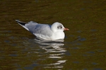 Black-headed Gull