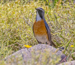 White Throated Robin.