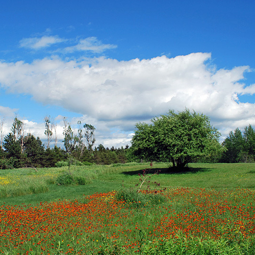 Orange Hawkweed aka Devil's Paintbrush