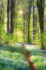 Bluebell Walk