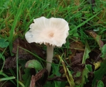 Snowy Waxcap