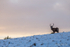 Stag at sunrise