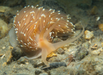 Facelina bostoniensis