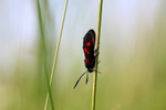 Five Spot Burnet Moth - Zygaena trifolii _ 0123