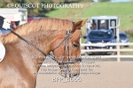 BPP_8066