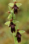 Fly Orchid