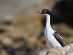 Imperial Shag (adult), Carcass Island, Falklands