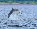 Bottlenose Dolphin breaching, Chanonry Point, Scotland