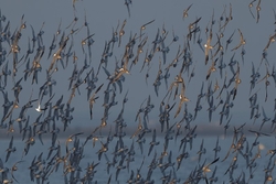 Snettisham RSPB 2017 NIKON D500 500mm f4 1-2500 iso400
