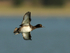 Tufted Duck in flight over Farmoor 2