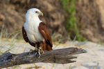 Brahmany eating on Beach 2