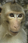 Macaque Monkeys - Thailand