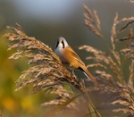 LEIGHTON MOSS, BEARDED TIT REF BT 2