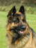 Breeze German Shepherd 3