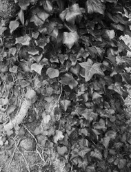 Scattered Black and Whites portfolio