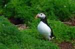 Puffin