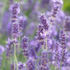 15th July Lavender