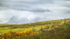 HILLSCAPE - BRANT COUNTY