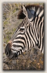 Zebra profile 2