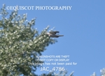 JAC_4786