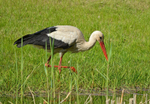 White Stork