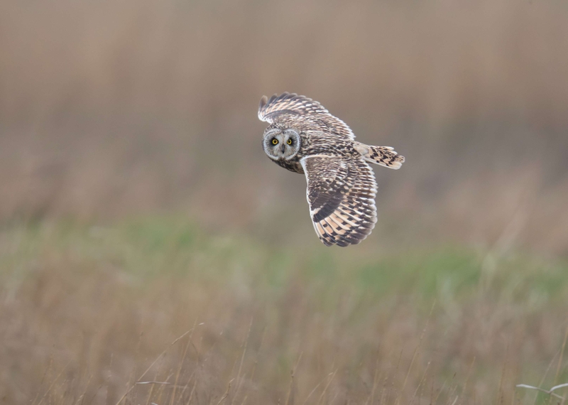 Short Eared Owl