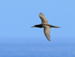 Brown Booby (adult) flying, Kilauea Point, Kauai