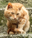 Cat on the Steps