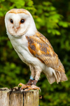 barn owl tyto alba-7732