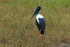 Jabiru female 5. 0A3A6946