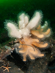 Alcyonium digitatum