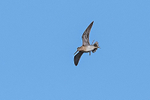 Snipe - drumming flight  (record shot)