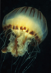 Chrysaora hysoscella