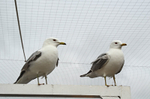 Common Gull