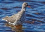 Redshank
