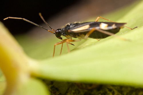 This specimen, although on ivy, was very close to a large oak. The likely identification of [i]Dryophilocoris flavoqu…