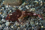 Taurulus bubalis