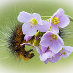 Garden Tiger Moth