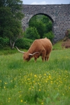 Highland cow