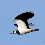 Northern Lapwing (Vanellus vanellus)