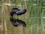 Moorhen