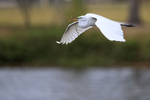 Flying Great Egret with twig, Venice Rookery, Florida
